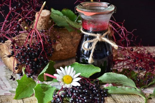 elderberry, oregano and astralagus herbs to enhance immune health