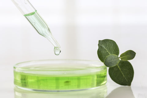 Key Benefits Of Eucalyptus Essential Oil