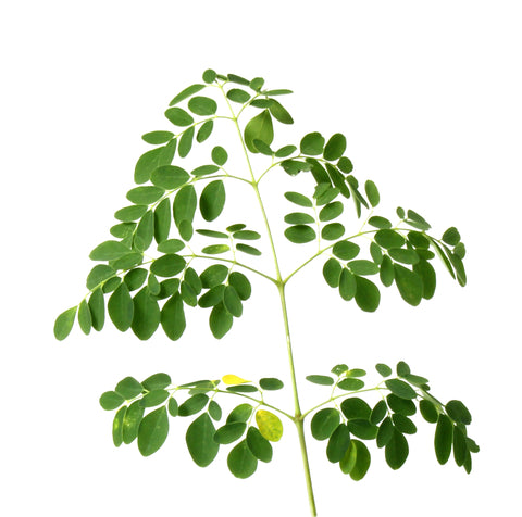 Horseradish Oil Benefits