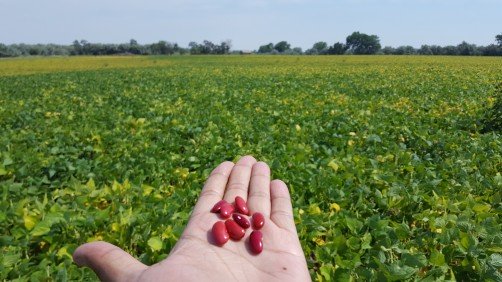 How Food Is Farmed Leads To Better Taste, Texture And Nutritional Benefits