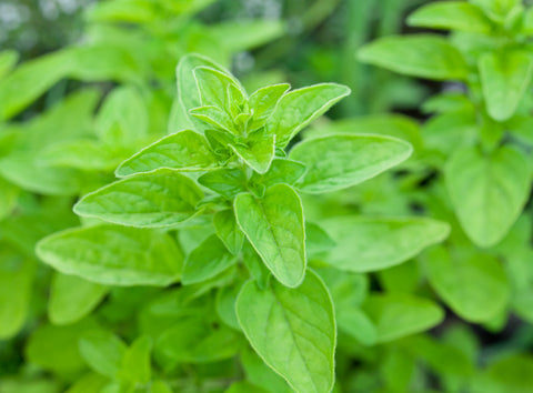 What Is Marjoram Essential Oil?
