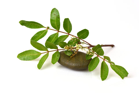 neem to beat signs of aging