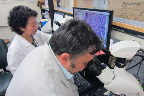 dentists studying periodontal disease bacteria