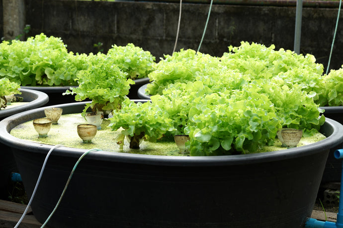 Why You Should Try Aquaponic Gardening In Your Backyard