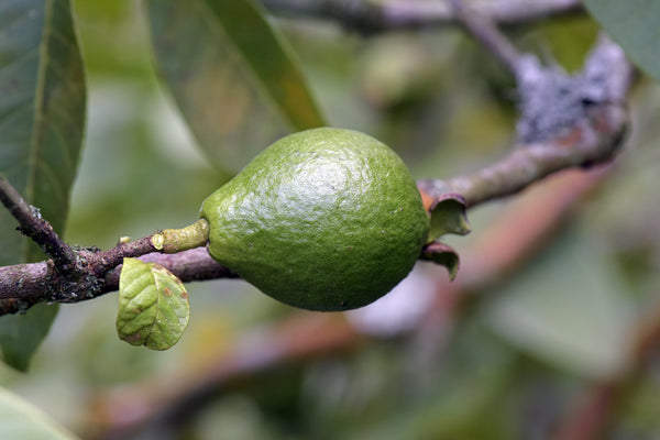 Five Plants In Brazil Labeled Good Antioxidants