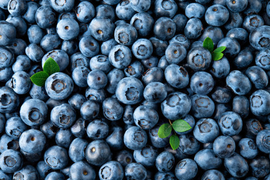 Antioxidants In Blueberries Improve Brain Function In Older Individuals