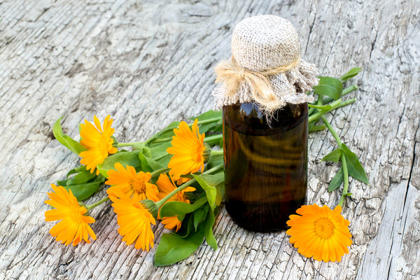 calendula oil is an anti-viral healer