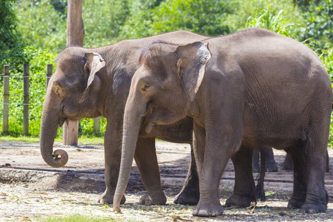 Did You Know That Elephants Rarely Get Cancer?