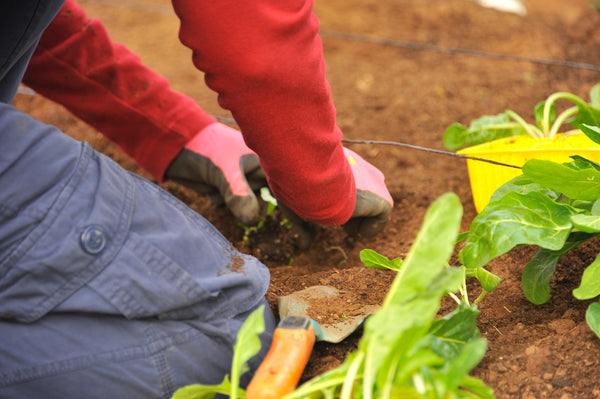 person practicing horticultural therapy to improve mental health