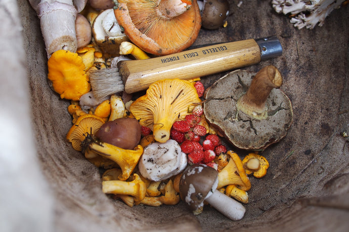 Why Mushrooms Are A Good Skincare Ingredient?