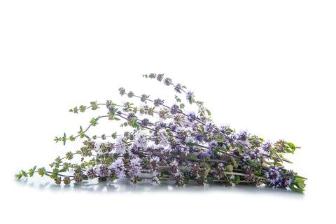 Pennyroyal Oil: What's So Great About It?