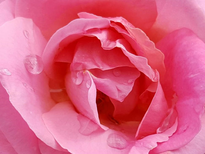 Rose Water: Why It’s A Sweet Skincare Ingredient To Work Into Your Daily Routine