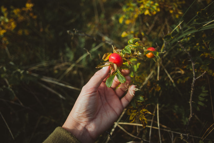 Rosehip Oil Benefits For Your Skin