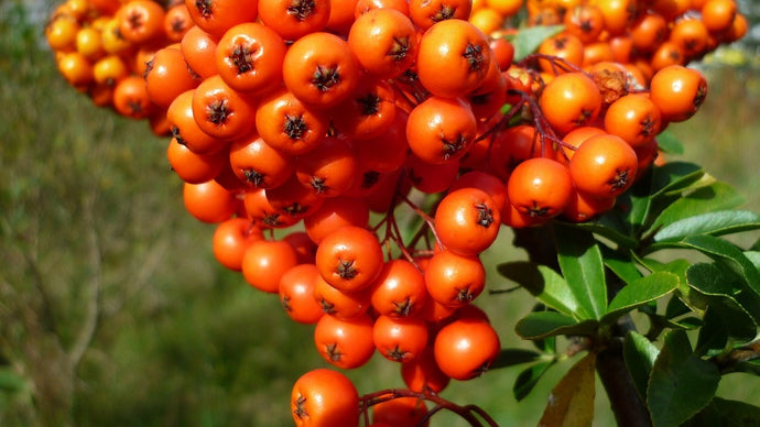 Sea Buckthorn Berry – A Natural Skincare Option