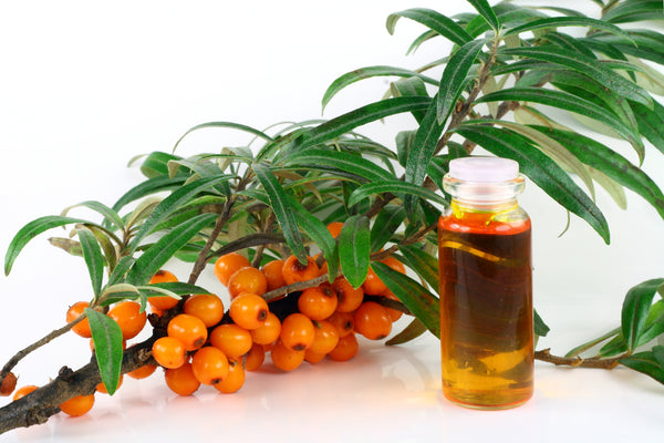 sea buckthorn oil provides many health benefits