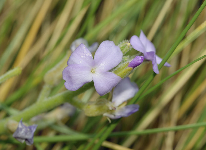 What Is Sea Rocket – And How Is It Good For Your Skin?