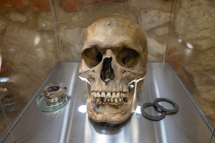 A Closer Look At Early Human Species’ Teeth