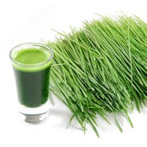 Chlorophyll Your World With Wheatgrass